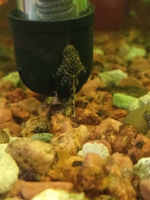 Молінезії , Гуппі, Анциструси.