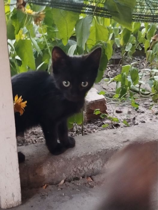 Кошенята, дівчинки.