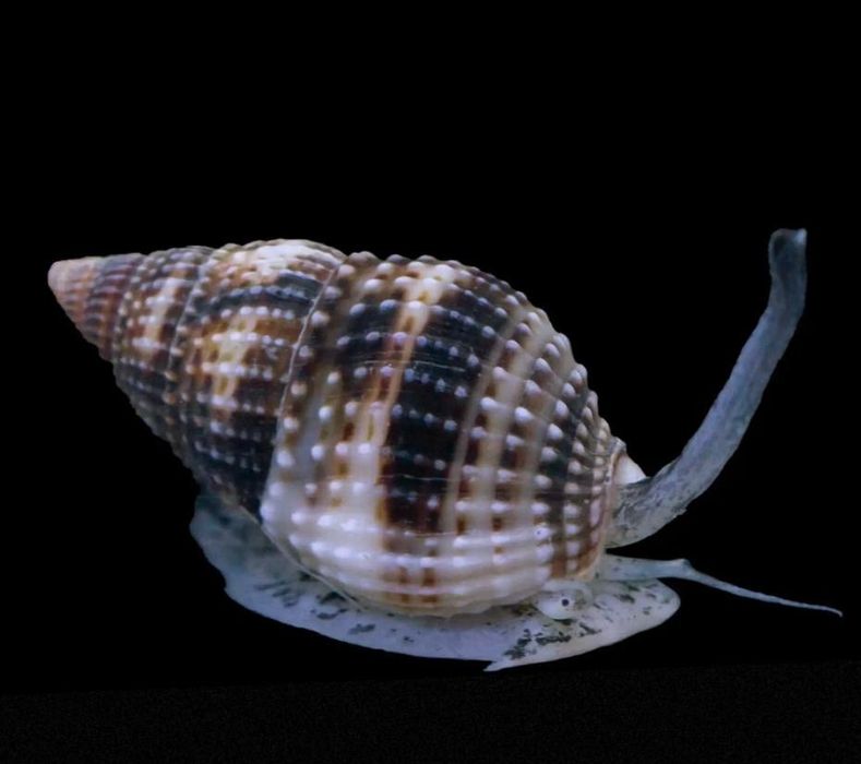 Vendo nassarius vibex aquario marinho