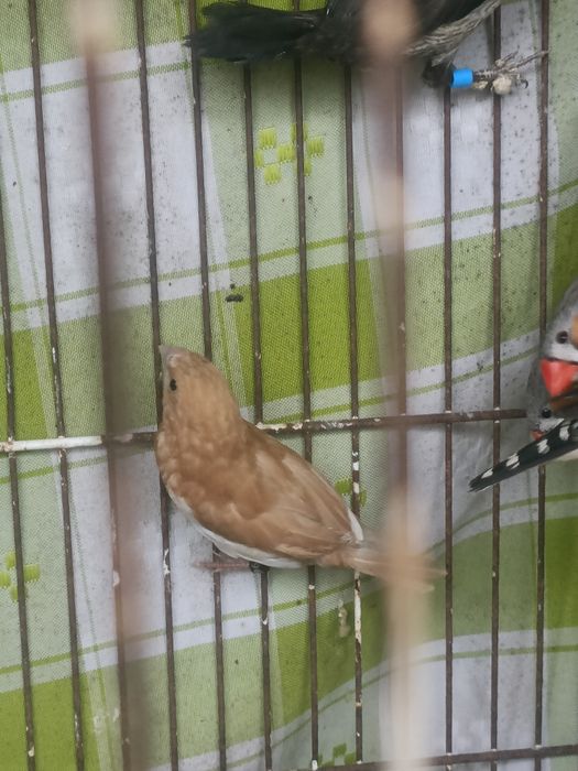 Bengalins para ceder