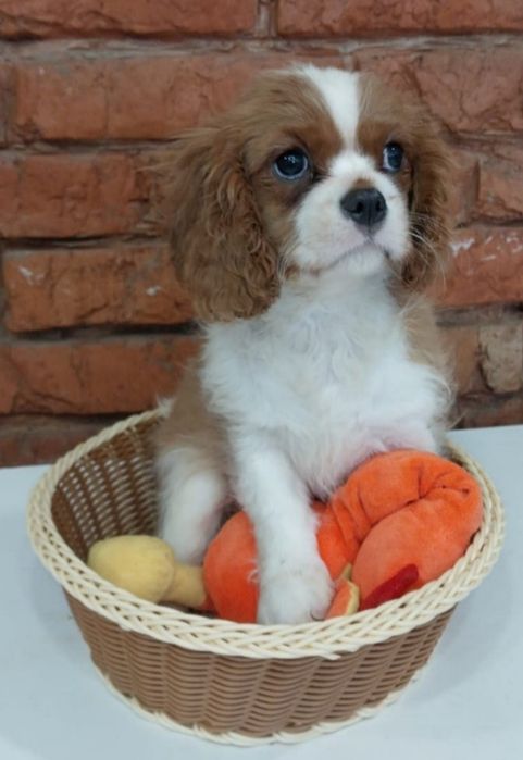 Кавалер Кінг Чарльз Спаніель КСУ