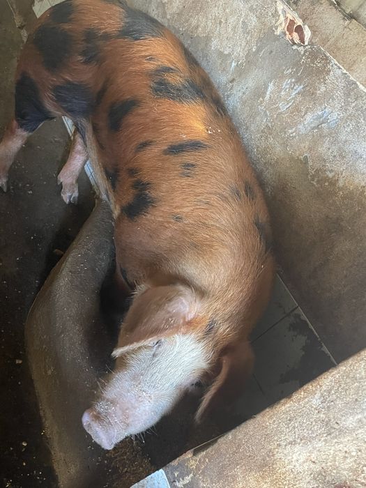 Porco Duroc.