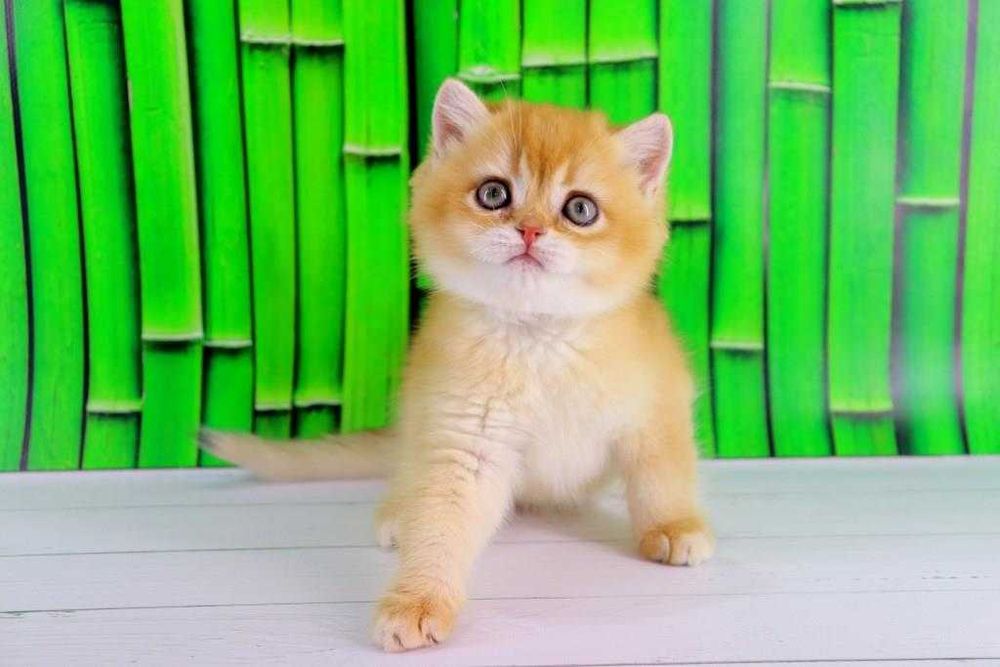 Дуже ласкавий та красивий британських хлопчик-золота шиншилла