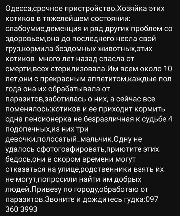 Отдам даром в добрые руки котика и кошечек