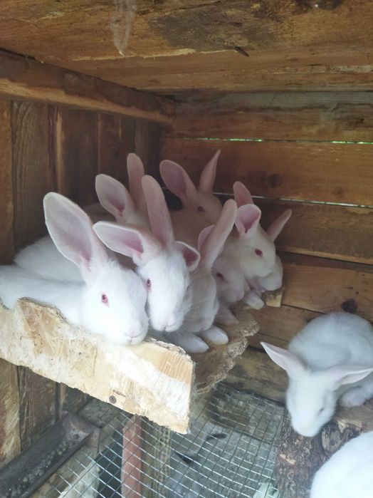 Кролики самці і самочки