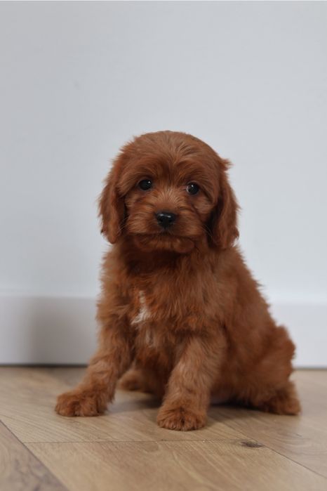 Cavapoo suczka Red