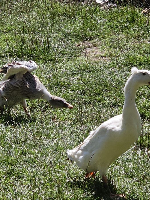 Kaczki biegusy samice i samce