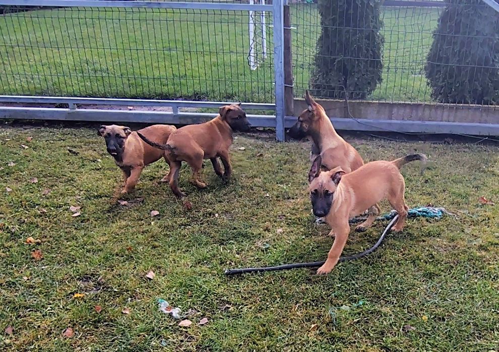 Owczarek Belgijski Malinois