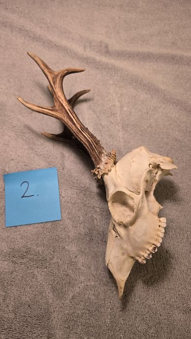 Poroże koziołka, trofeum myśliwskie.