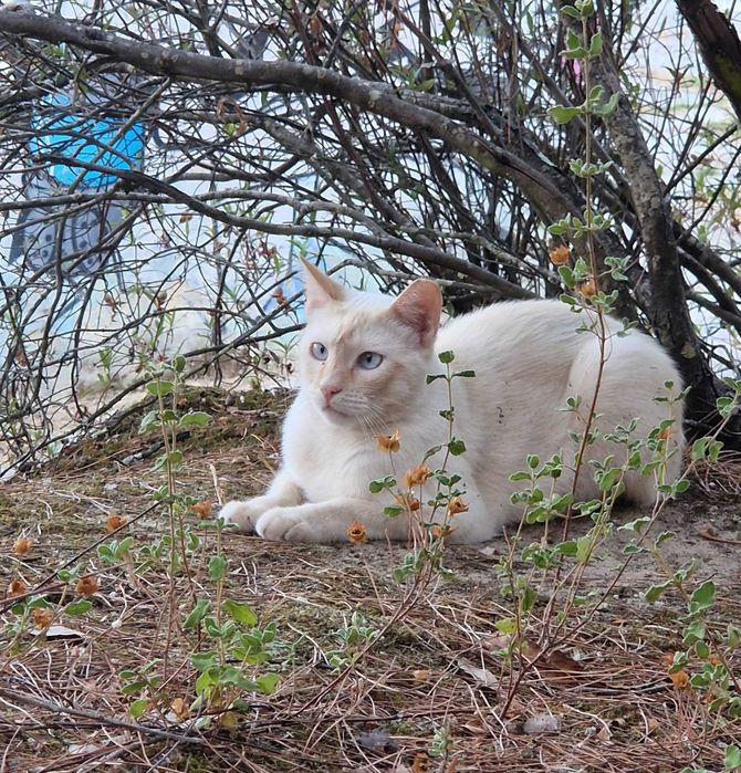 Gato jovem para adoção