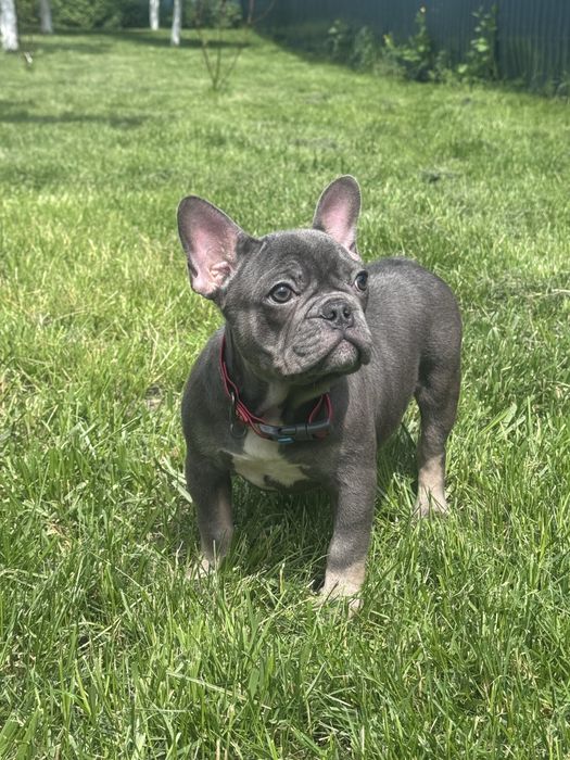 Малята французький бульдог