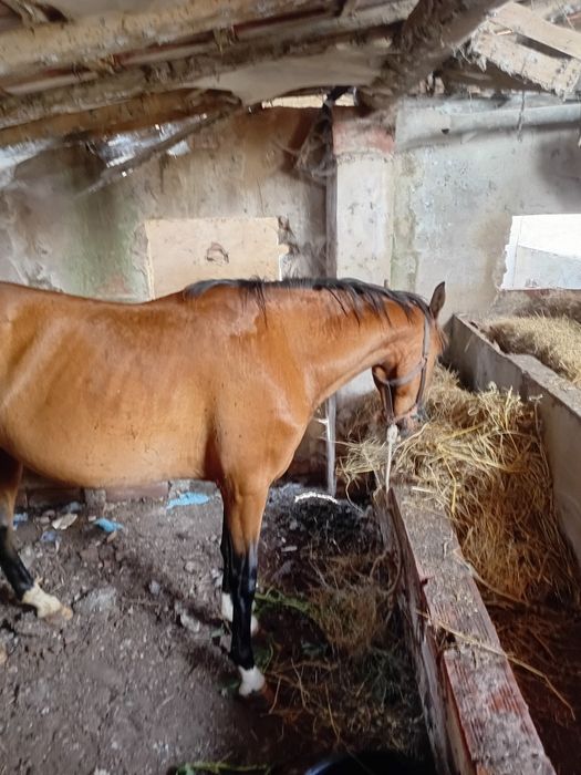 poldra com 3 anos  com  desbaste feito