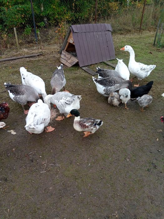 Gęsi landes i kłodzkie