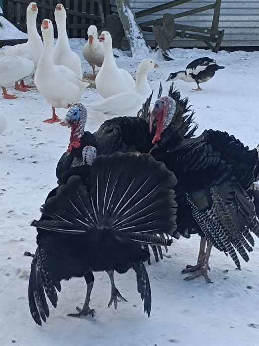 Kaczki francuskie, gęsi kałudzkie