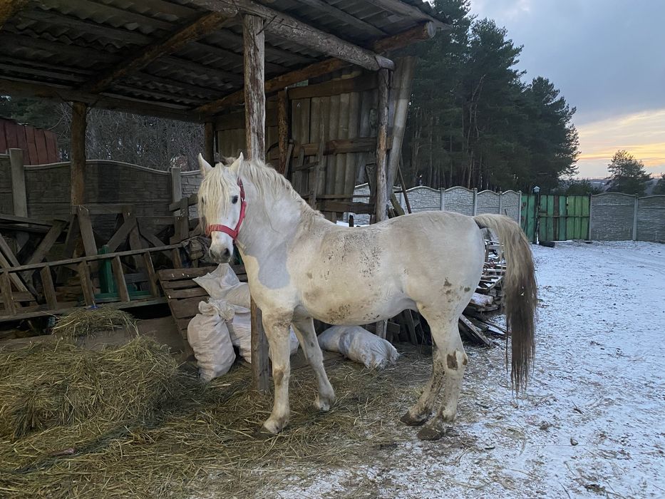 Продам лошадь