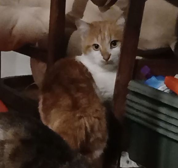 Дівчинка шукає дім