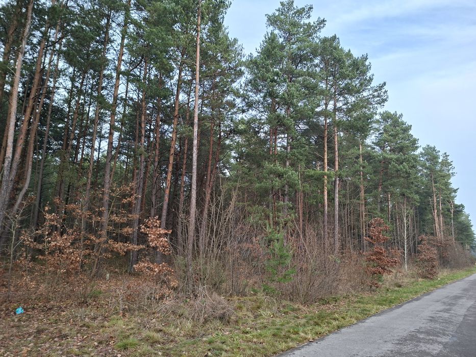 Super oferta!!! Sprzedam las