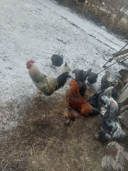 Sprzedam koguty brahma