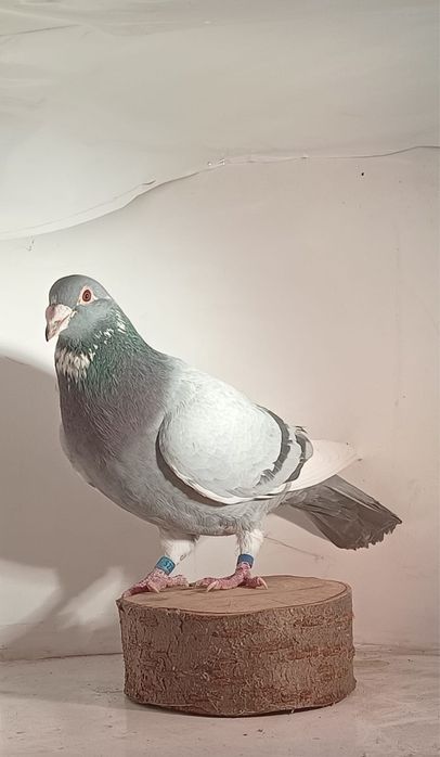 Młode gołebie pocztowe