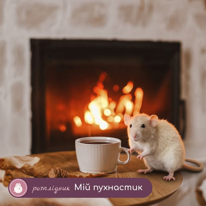 Щур,щурик,щурики,щуреня,криси,крысы,крысята Дамбо рекс щурки дамбо рекс окрас крем вік 2міс,хлопчик
