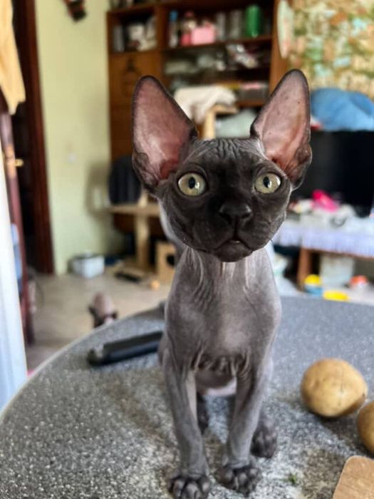 Канадский сфинкс