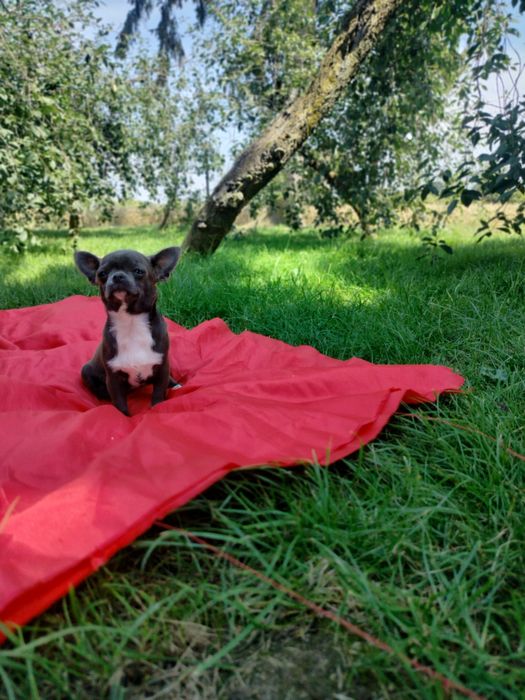 Śliczne -szczenię Chihuahua! aktualne zdjecia