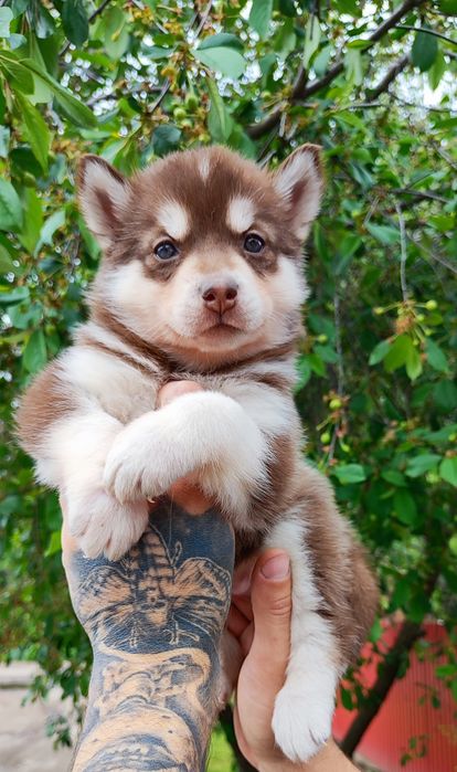 Хлопчик шоколадного кольору