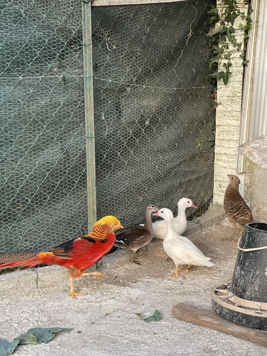 Faisao dourado f5000