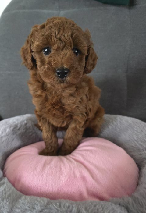 Pudel miniatura sunia pudelek red