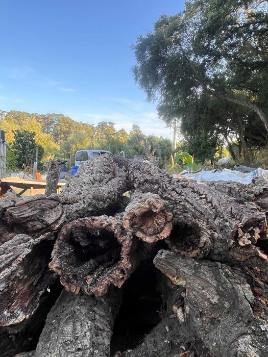 Casca de Sobreiro Ideal para Terrários e Decoração
