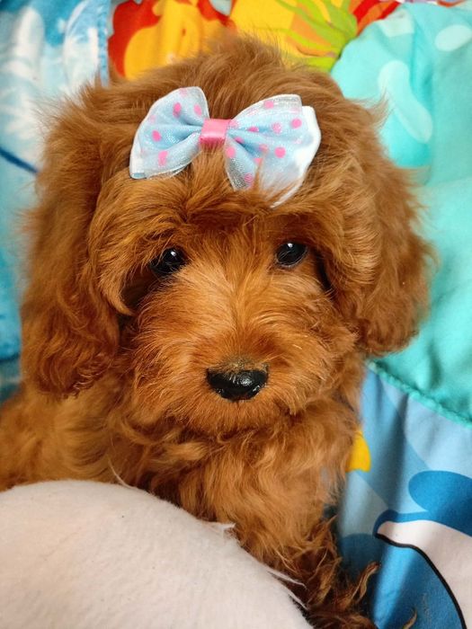 Cavapoo f1b piesek
