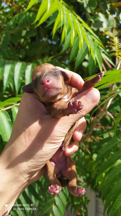 Приймаємо замовлення) на бронь цуценят такс