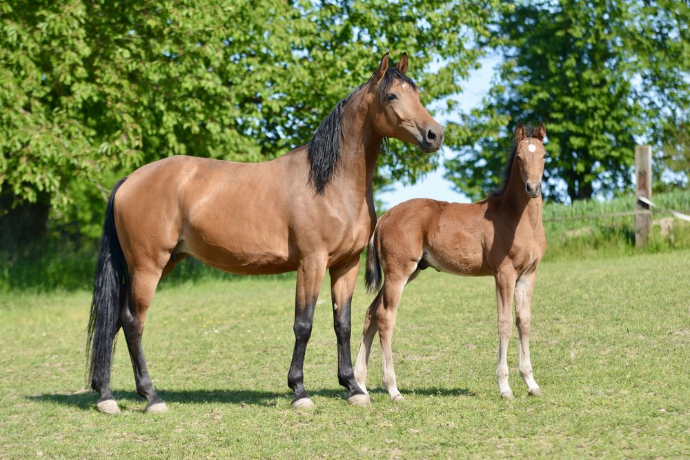 Delicja, piekną klacz po ogierze małopolskim Krym