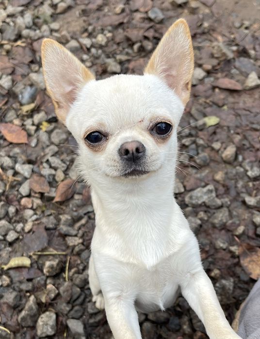 Очень красивый кремовый гладкошерстный мальчик чихуахуа