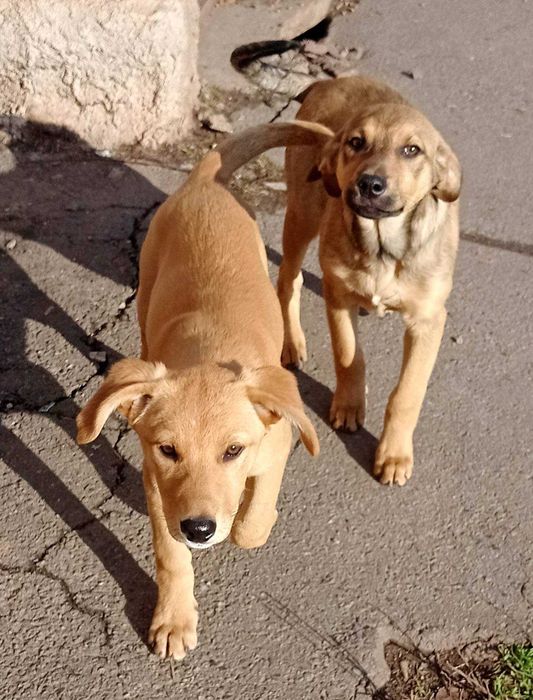 Хлопчик і дівчинка в гарні родини