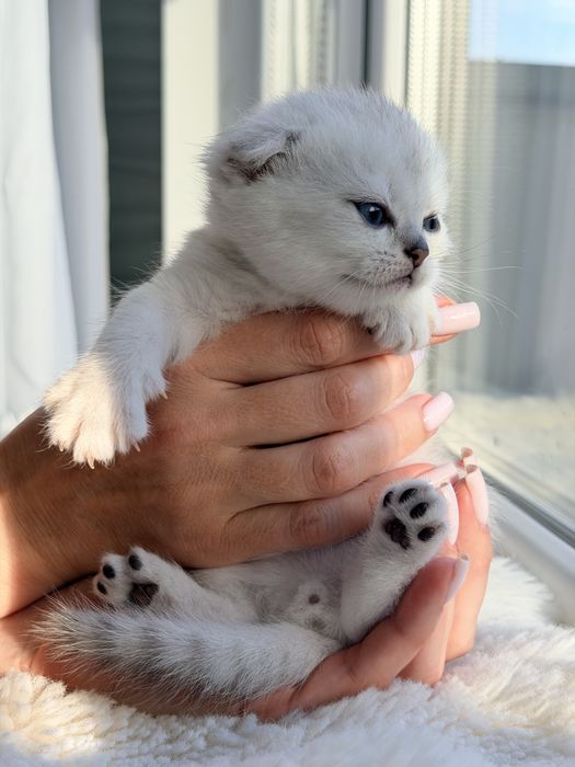 Шотландський висловухий хлопчик срібляста шиншила