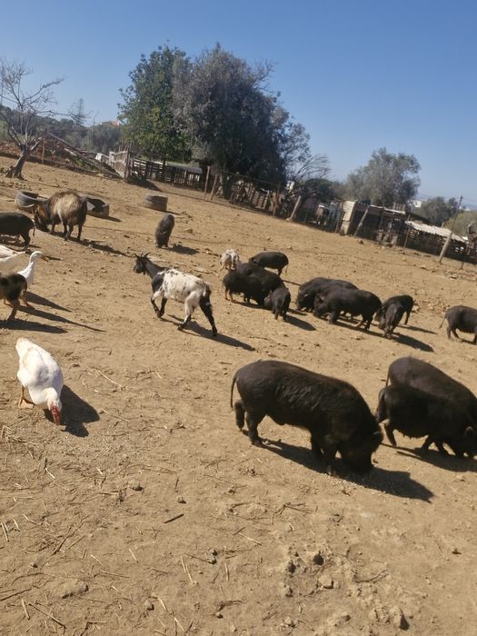 Porcos vietnamitas mini