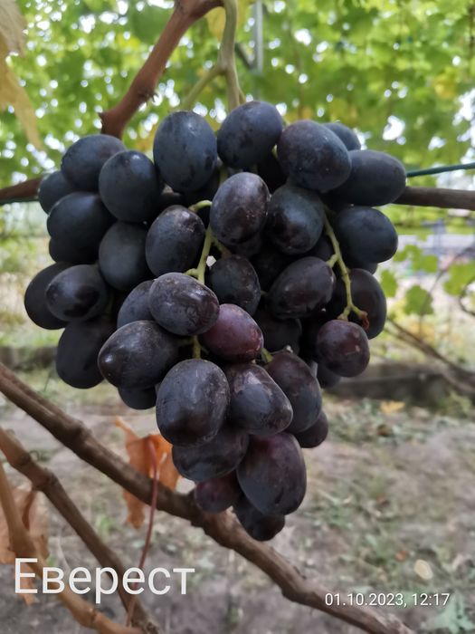 Черенки винограду