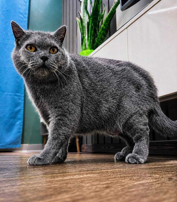Кошенята шукають родину