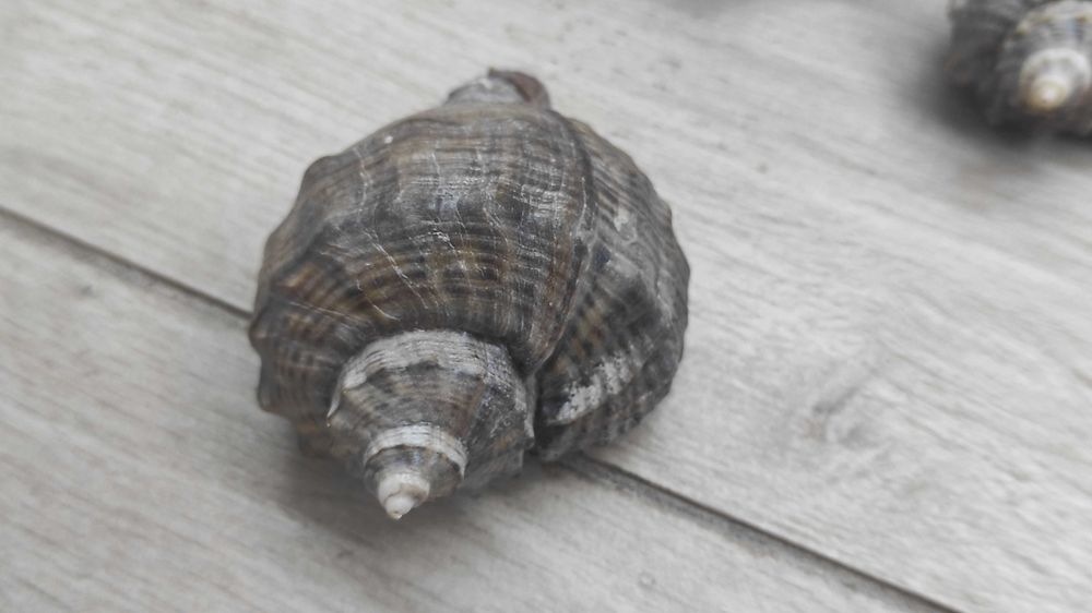 Ракушка рапана, декоративна морська ракушка