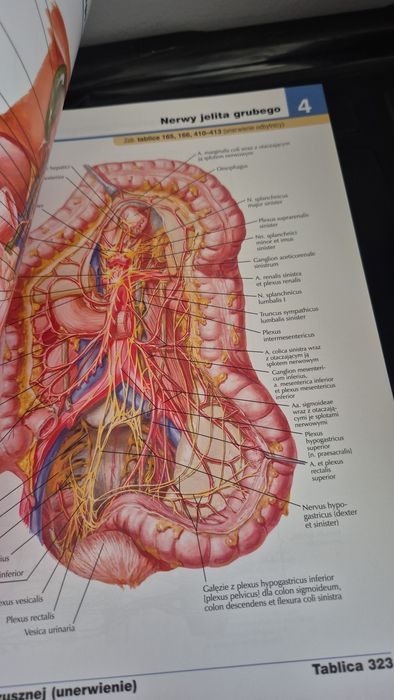 Atlas Anatomii Człowieka Netter tom 1+2