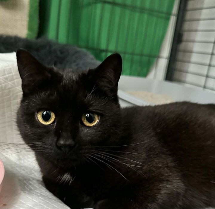 Cudne kotki do adopcji, kotka, kot