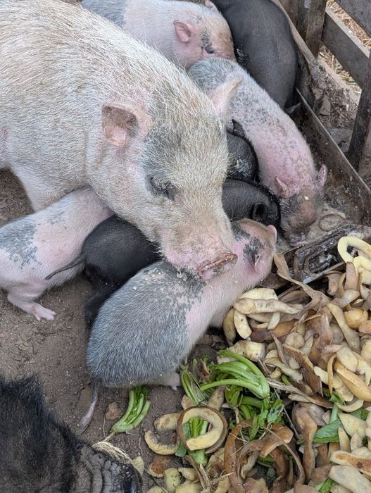 Porquinhos mini pig