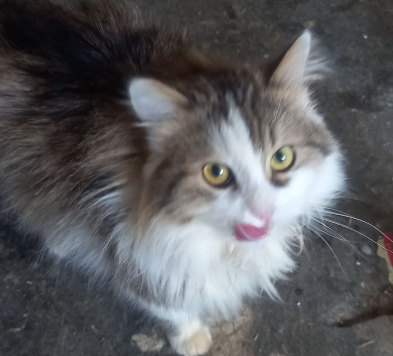 Отдам котят бесплатно