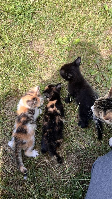 Котики безкоштовно