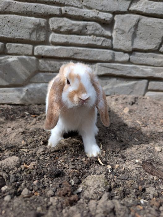 Mini lop, baranek miniaturka, metryka