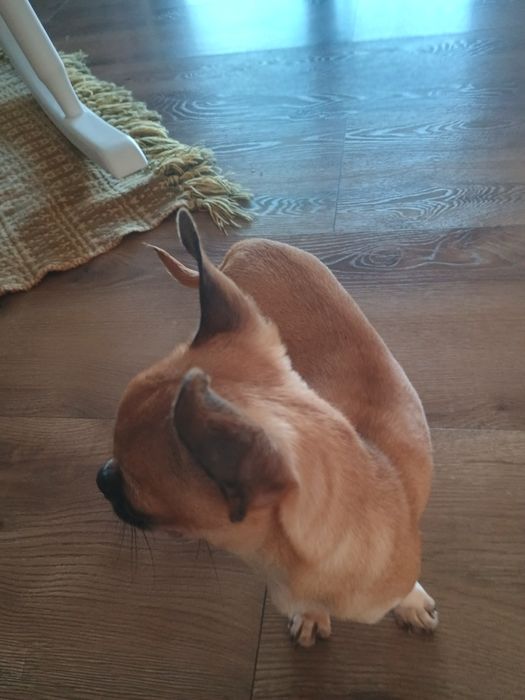 Chihuahua dziewczynka XXS, maleńka