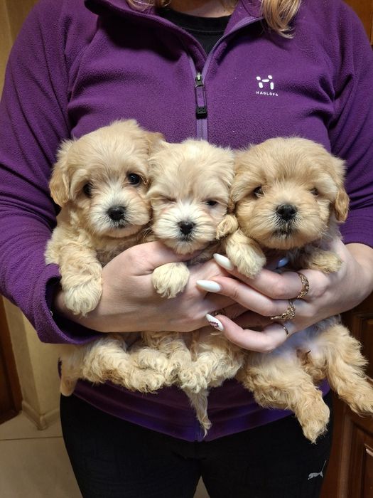 Невероятные Мальтипу!