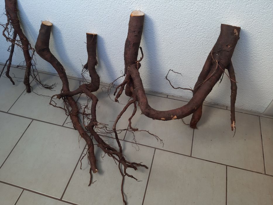 Korzenie do akwarium/terrarium.