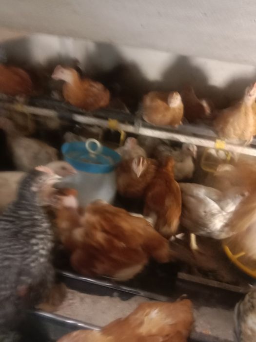Продам курчат мясояічної породи